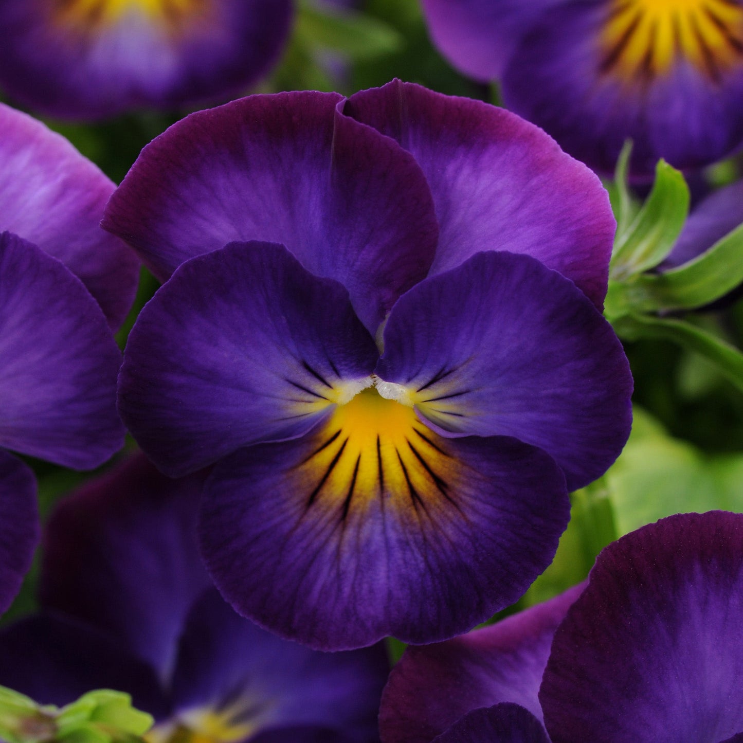 Violette Cornue 'Halo Violet'