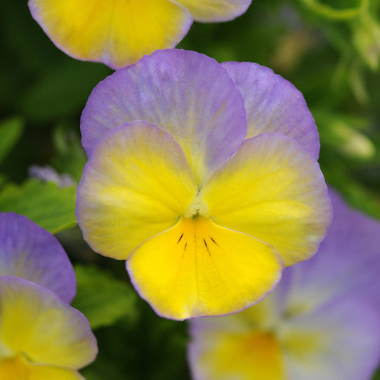 Lemon Frost' Horned Violet 