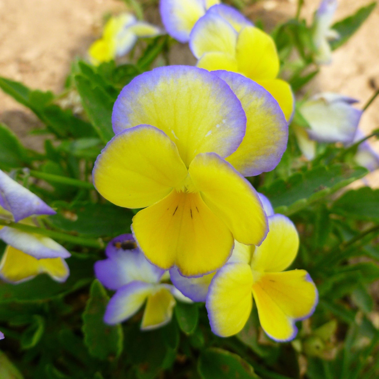 Lemon Frost' Horned Violet 