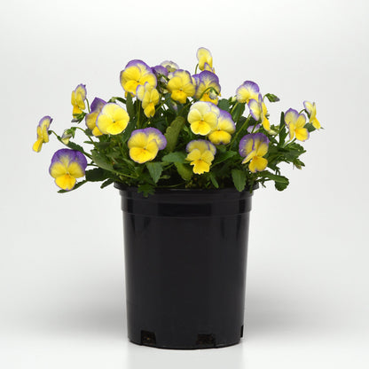 Lemon Frost' Horned Violet 