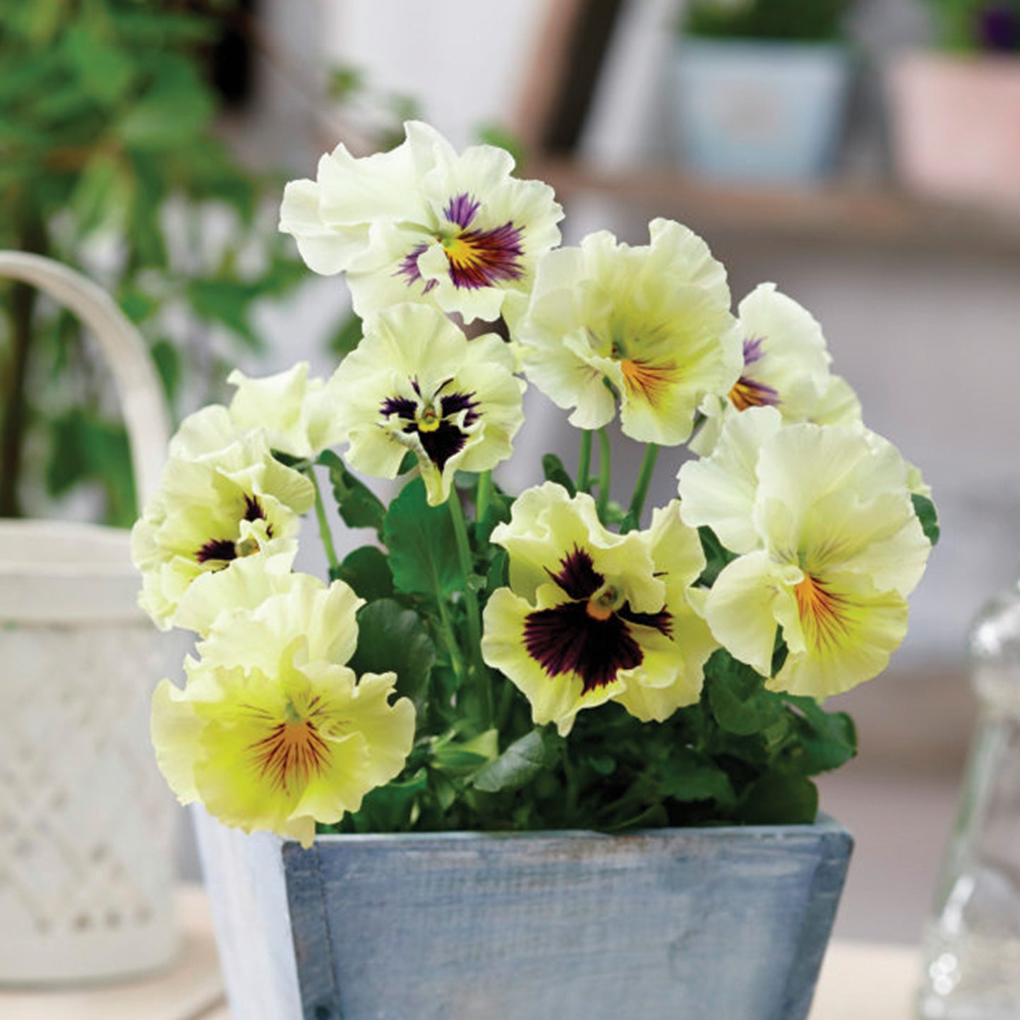 Edible Pansy 'Tasty Viola'