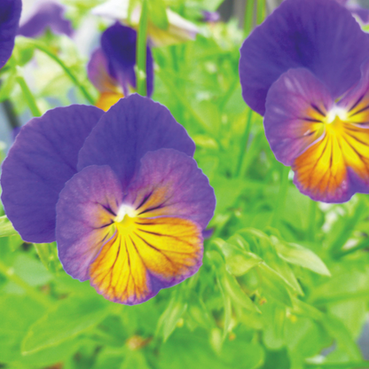 Viola cornuta 'Celestial™ Northern Lights' – Horned Pansy (Tufted Violet)