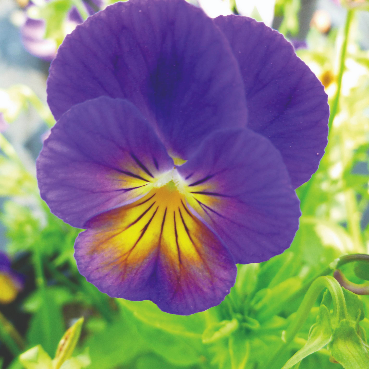 Viola cornuta 'Celestial™ Northern Lights' – Horned Pansy (Tufted Violet)