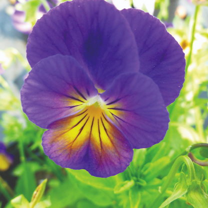 Viola cornuta 'Celestial™ Northern Lights' – Horned Pansy (Tufted Violet)