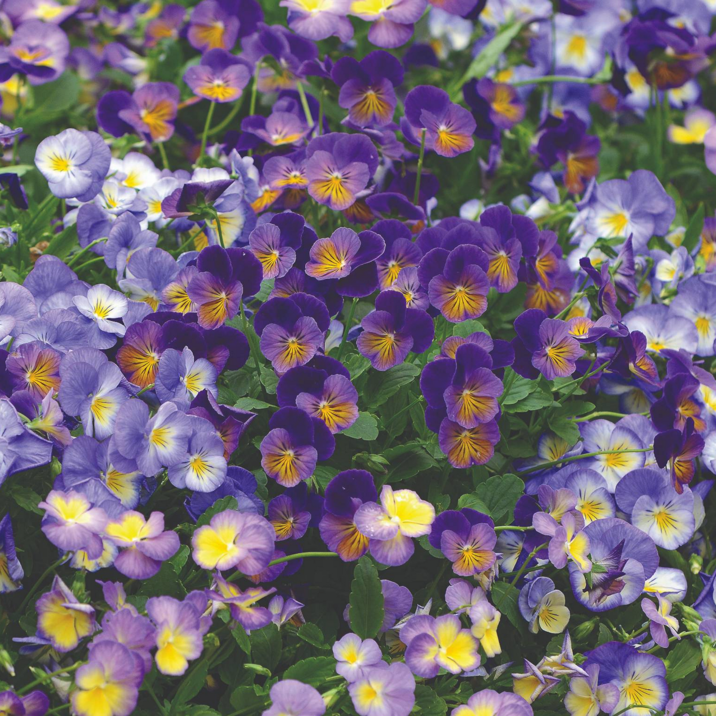 Viola cornuta 'Celestial™ Northern Lights' – Horned Pansy (Tufted Violet)