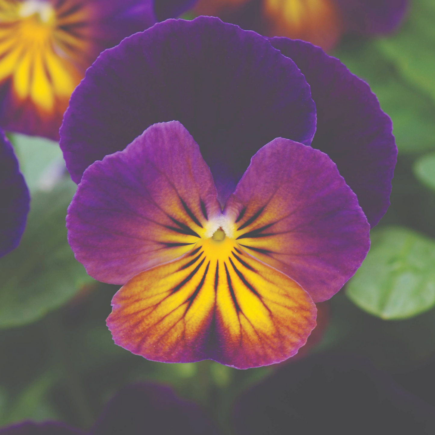 Viola cornuta 'Celestial™ Northern Lights' – Horned Pansy (Tufted Violet)
