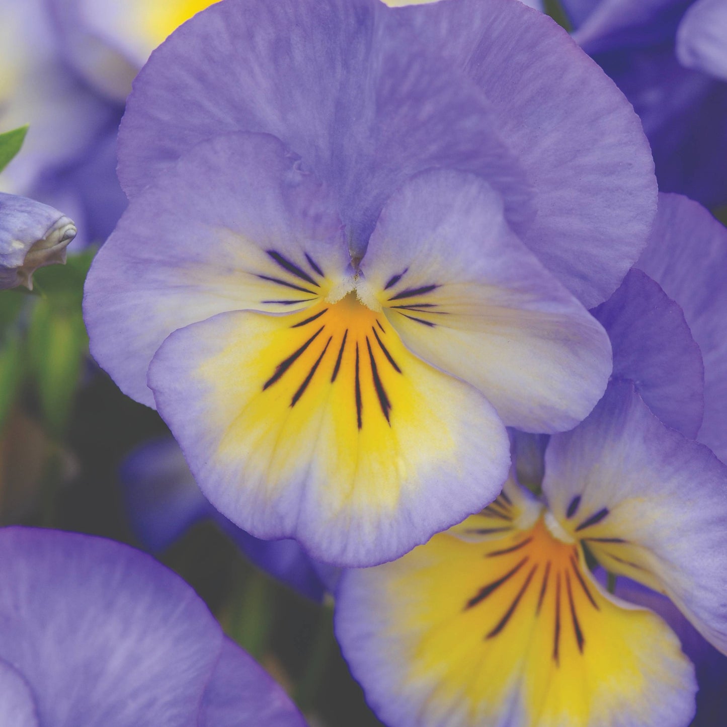 Viola cornuta 'Halo™ Sky Blue' – Horned Pansy (Tufted Violet)