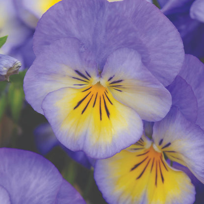 Viola cornuta 'Halo™ Sky Blue' – Horned Pansy (Tufted Violet)
