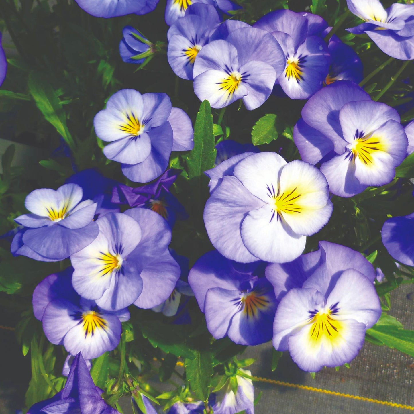 Viola cornuta 'Halo™ Sky Blue' – Horned Pansy (Tufted Violet)