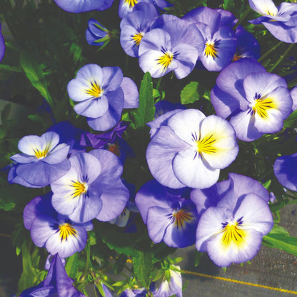 Viola cornuta 'Halo™ Sky Blue' – Horned Pansy (Tufted Violet)