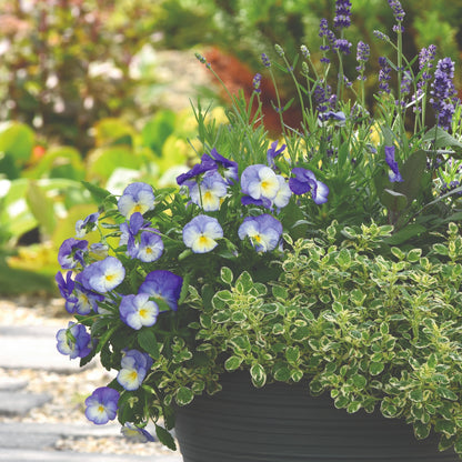 Viola cornuta 'Halo™ Sky Blue' – Horned Pansy (Tufted Violet)