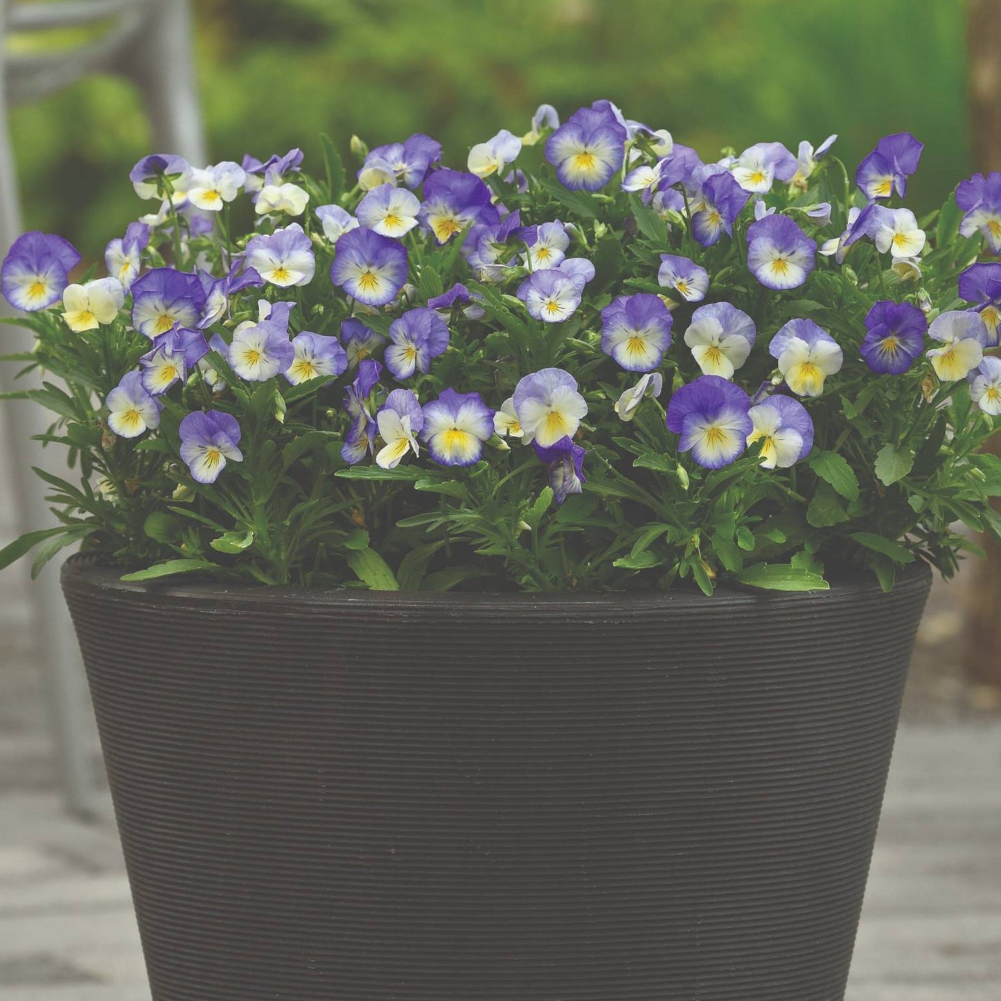 Viola cornuta 'Halo™ Sky Blue' – Horned Pansy (Tufted Violet)