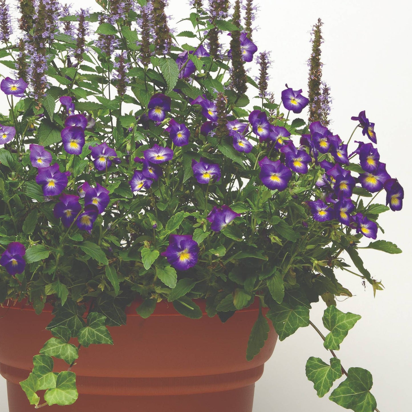 Viola cornuta 'Halo™ Violet' – Pensée cornue (Violette cornue)