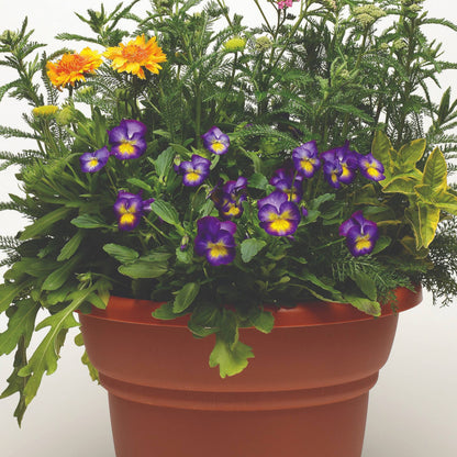 Viola cornuta 'Halo™ Violet' – Pensée cornue (Violette cornue)