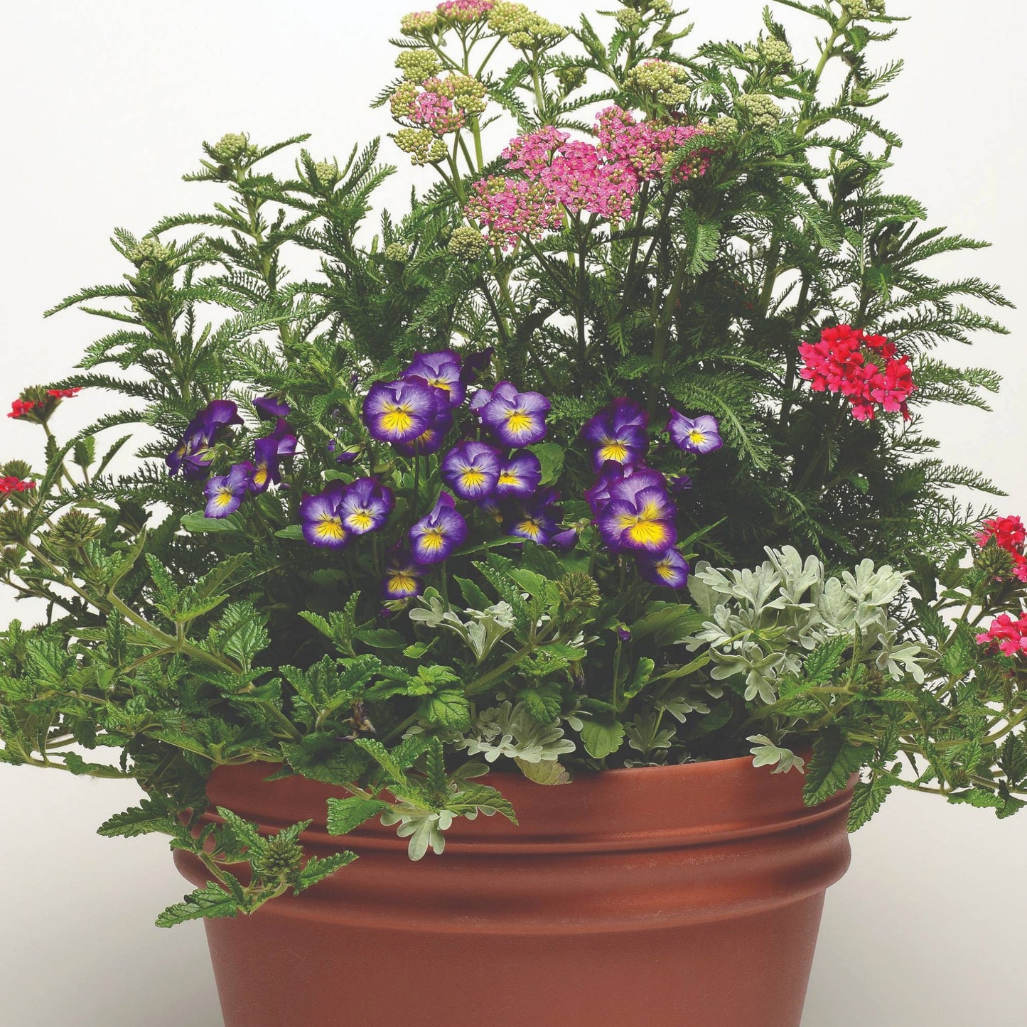 Viola cornuta 'Halo™ Violet' – Pensée cornue (Violette cornue)