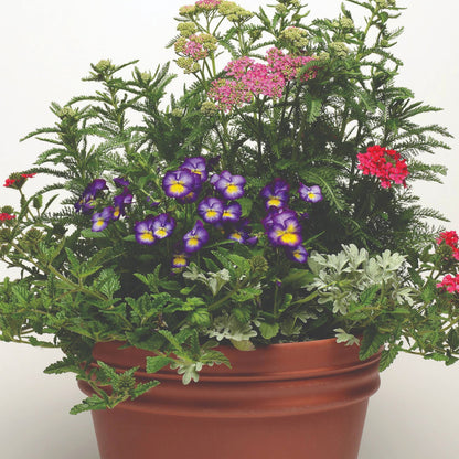 Viola cornuta 'Halo™ Violet' – Pensée cornue (Violette cornue)