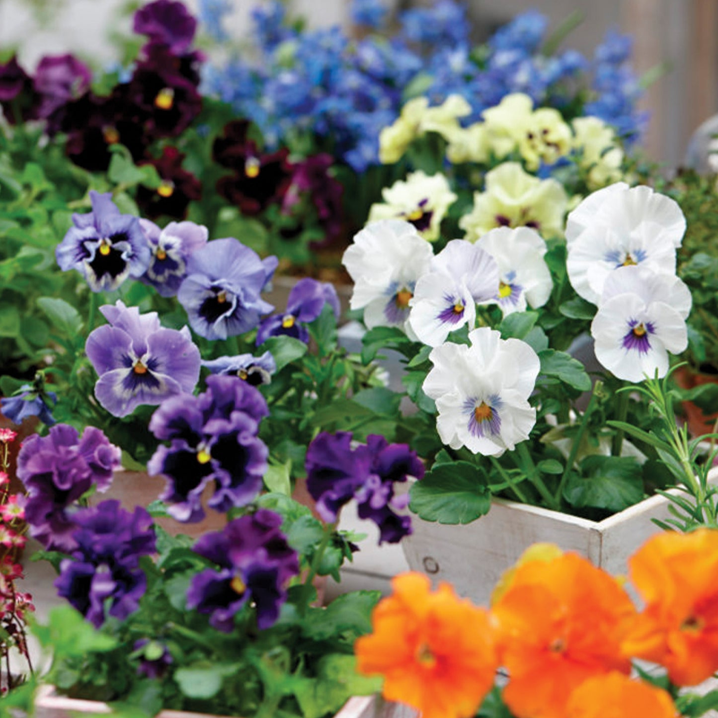 Edible Pansy 'Tasty Viola'