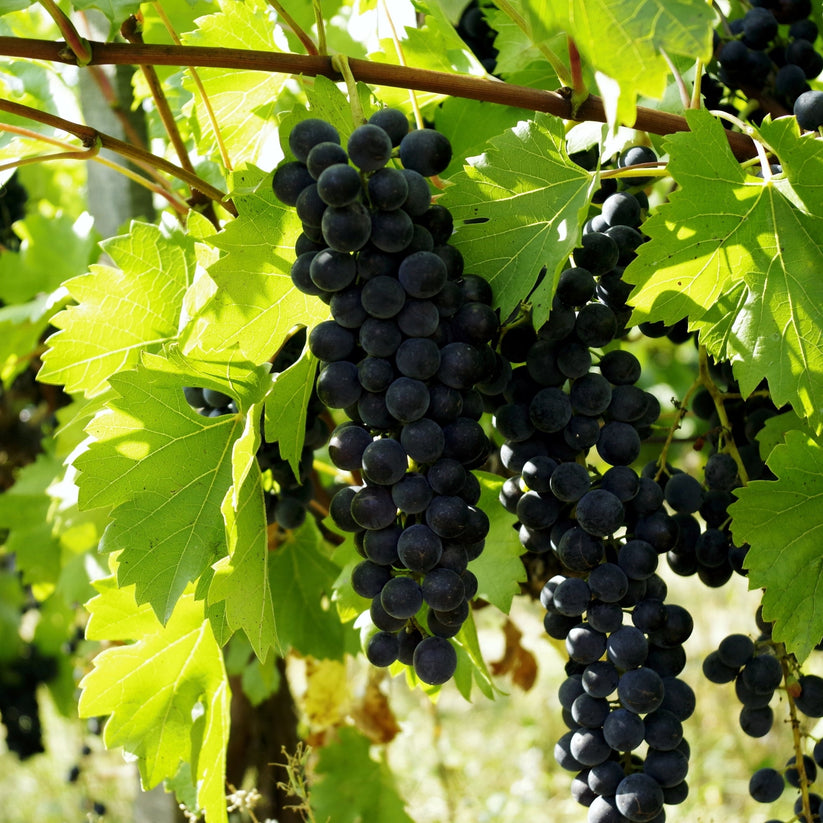 Trollhaugen Grapevine: Grow Ultra-Hardy Seedless Blue Grapes ...