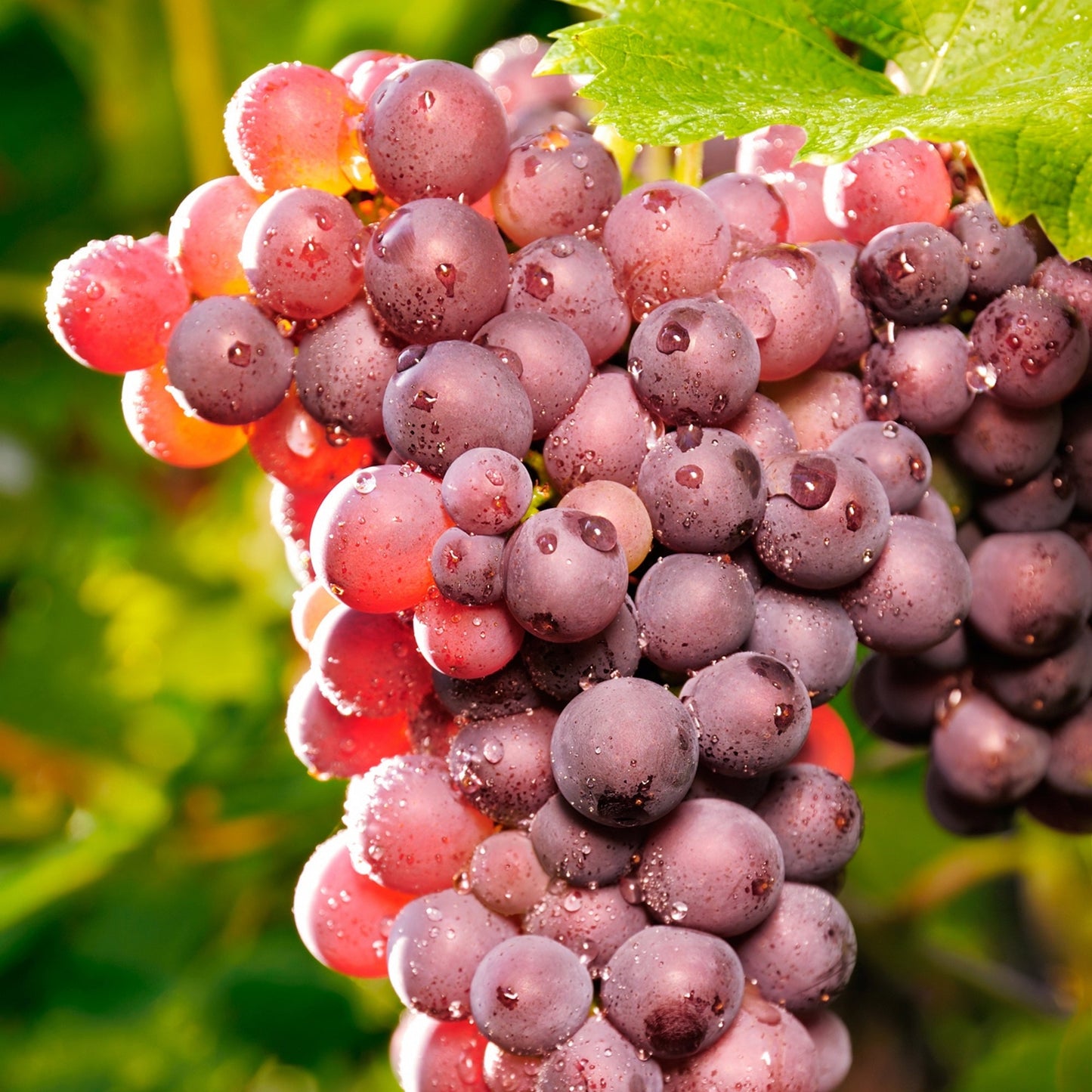 Vanessa' seedless grape vine