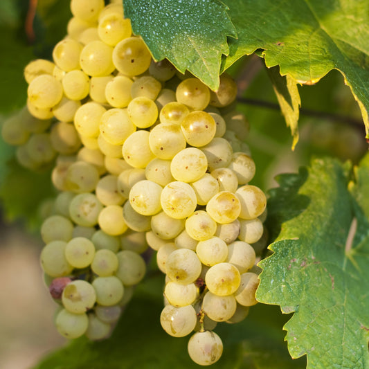 Vigne à raisins 'Brianna' - Vitis riparia 'Brianna'