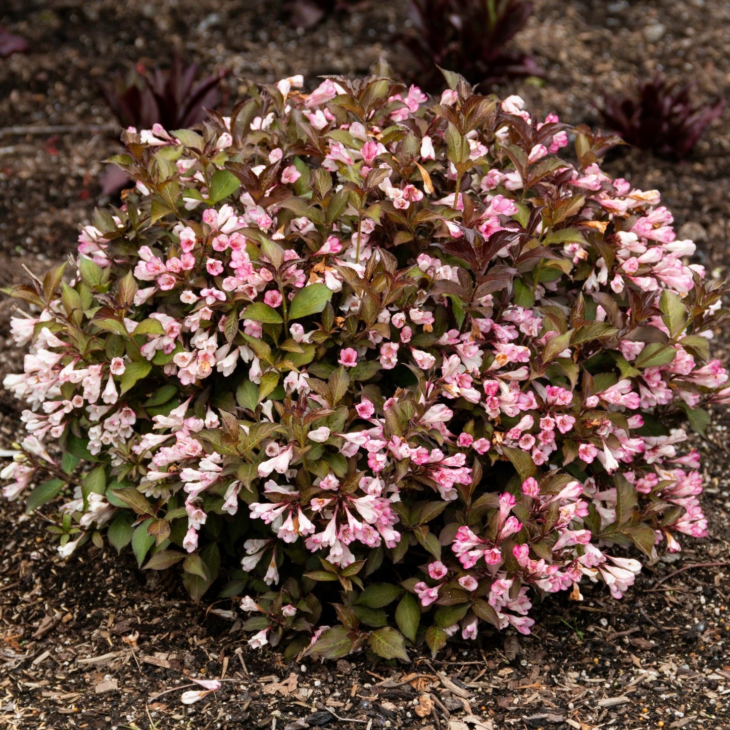 Weigela AFTERGLOW®