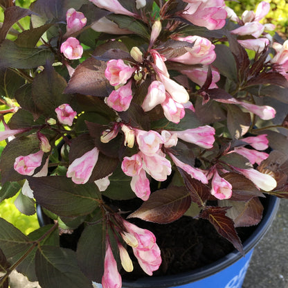 Weigela AFTERGLOW®