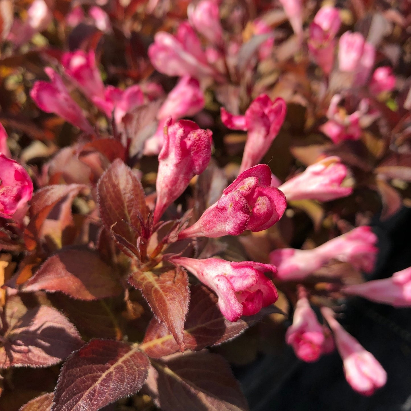 Weigela AFTERGLOW®