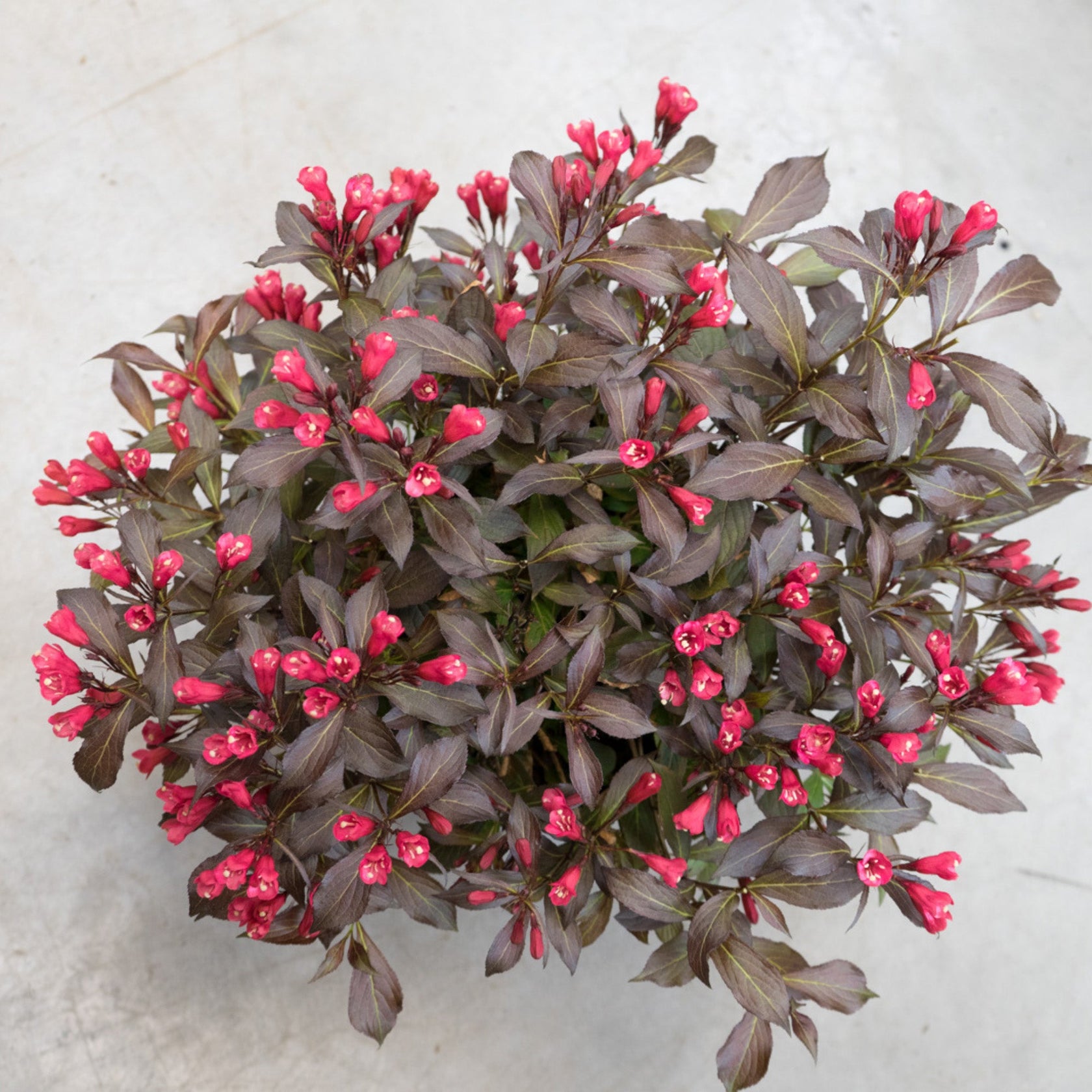 Weigela ELECTRIC LOVE® Jardineries Botanix