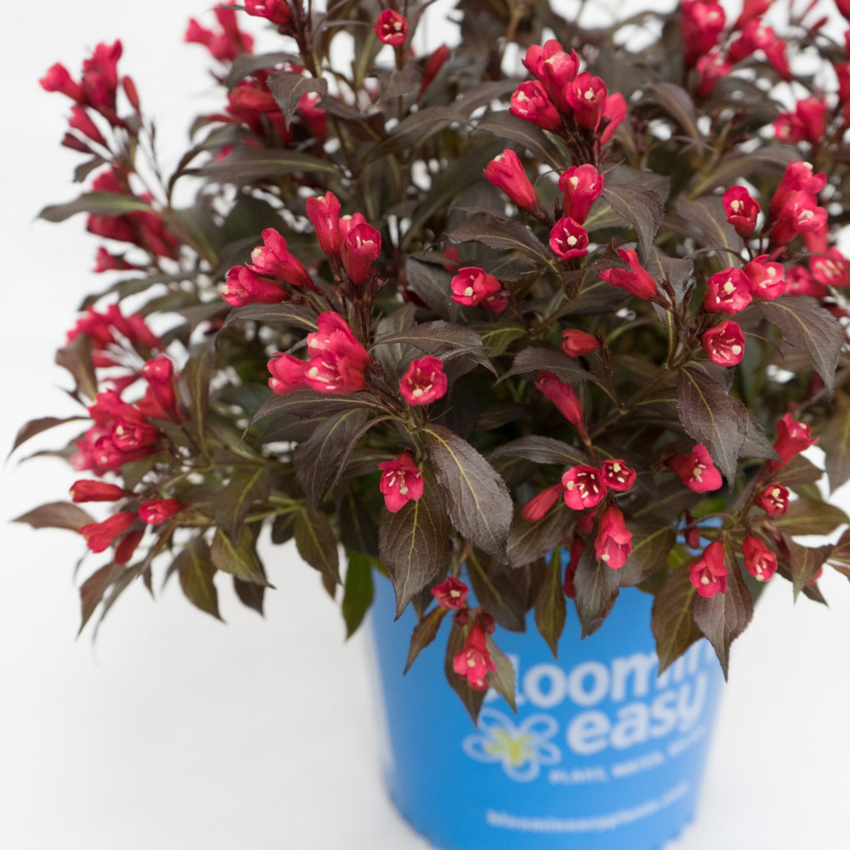 Weigela ELECTRIC LOVE® Jardineries Botanix
