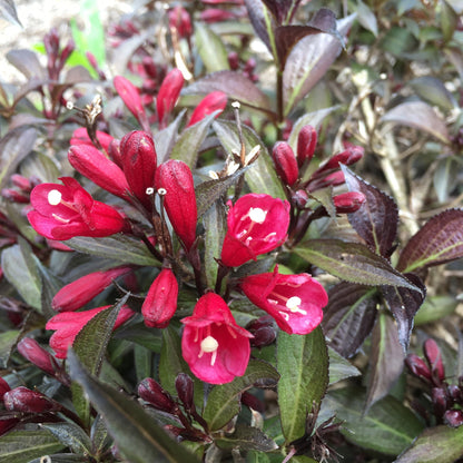 Weigela ELECTRIC LOVE®