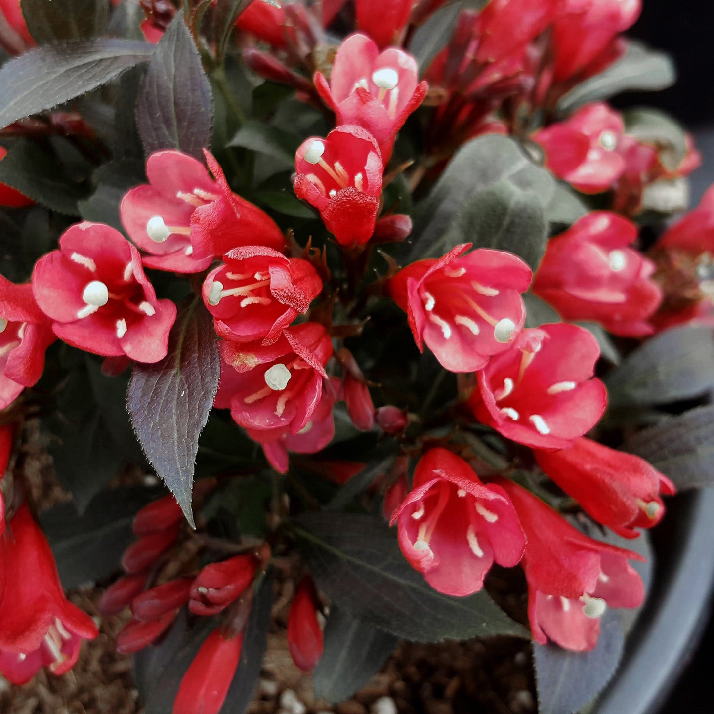 Weigela ELECTRIC LOVE®