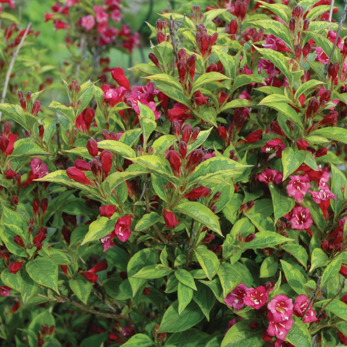 Weigela FRENCH LACE™ – Jardineries Botanix