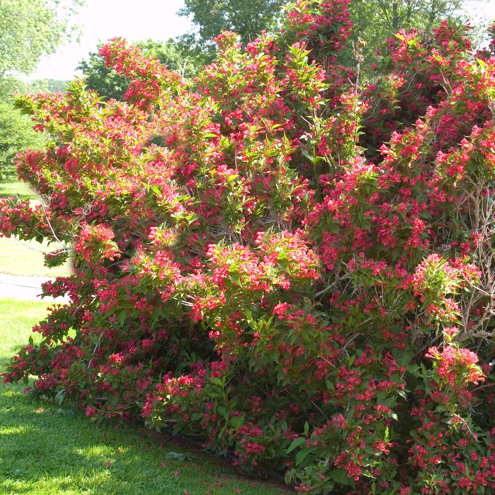 Weigela 'Red Prince' – Jardineries Botanix
