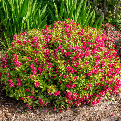 Weigela STROBE®