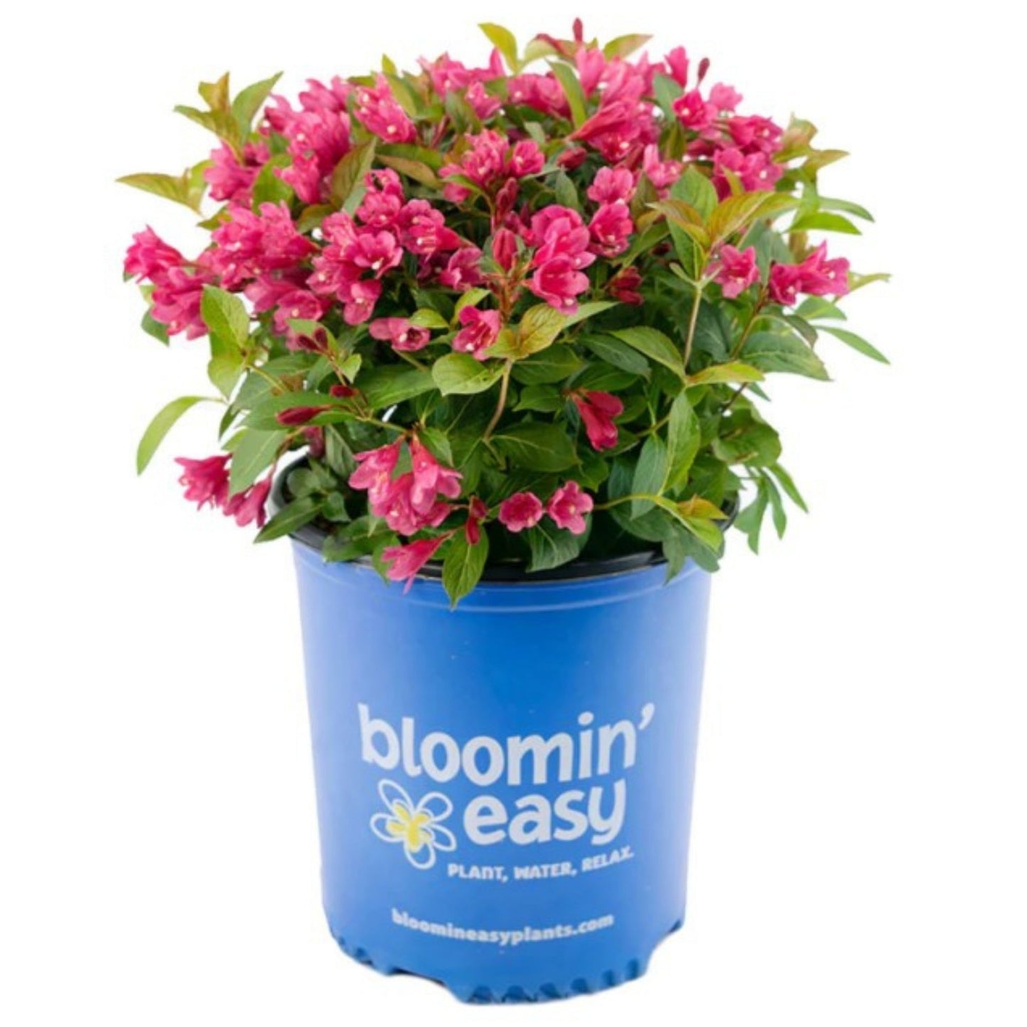 Weigela STROBE®