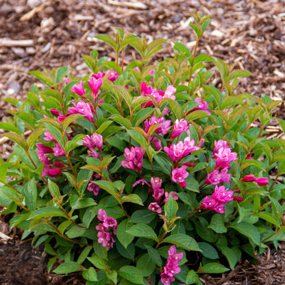 Weigela STROBE®