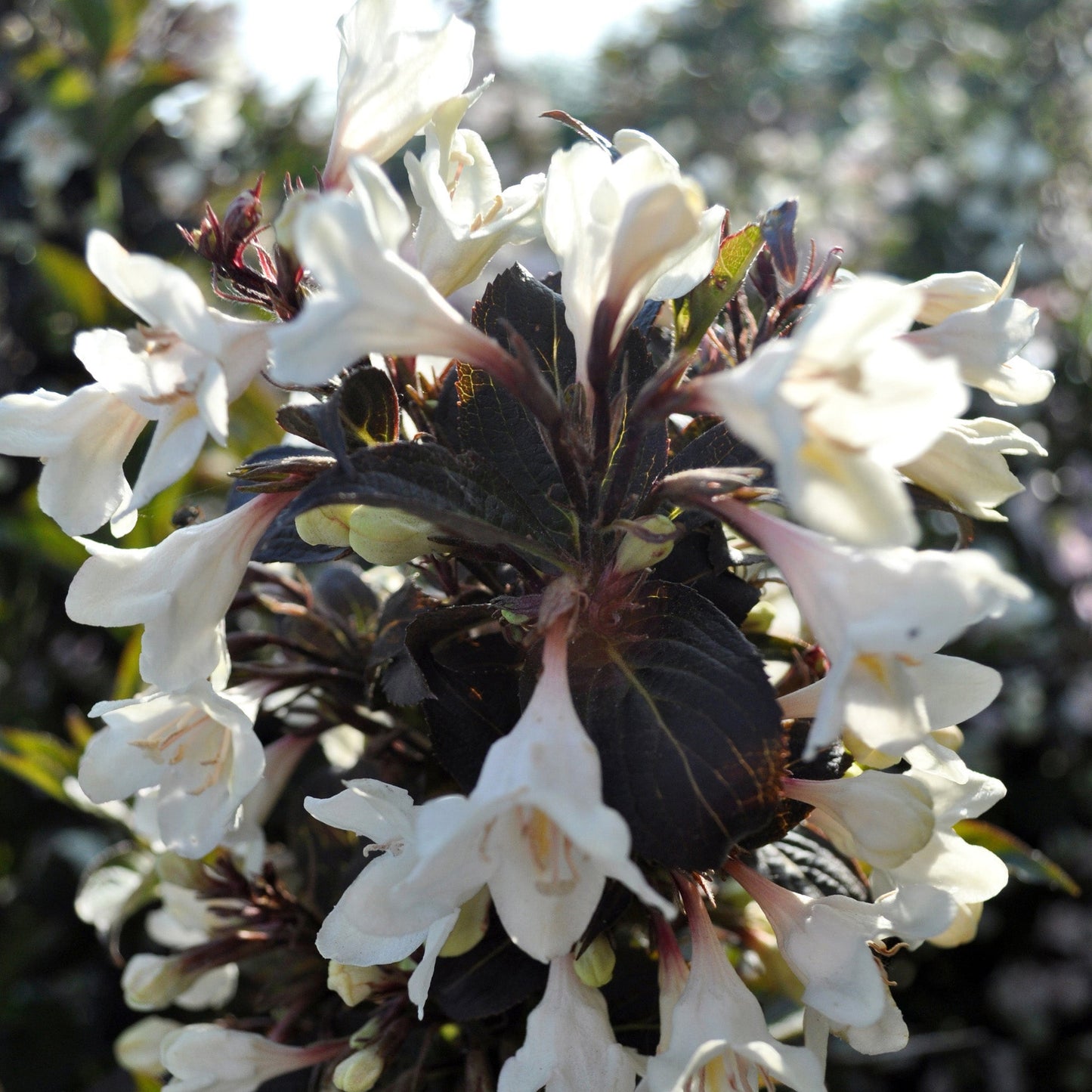 Weigela TUXEDO®