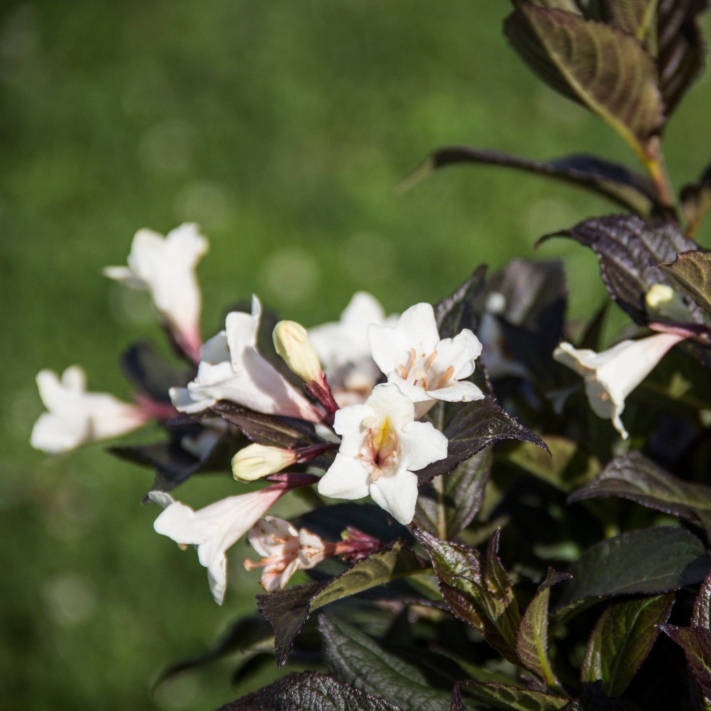 Weigela TUXEDO®