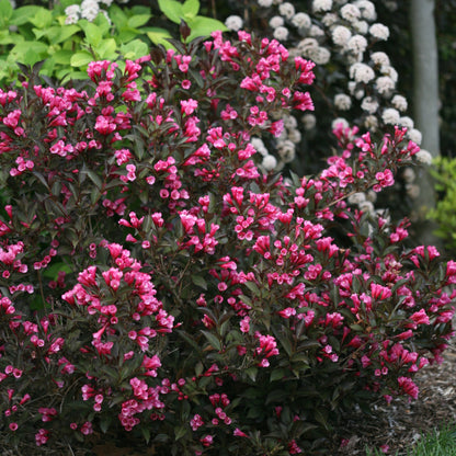 Weigela WINE & ROSES®