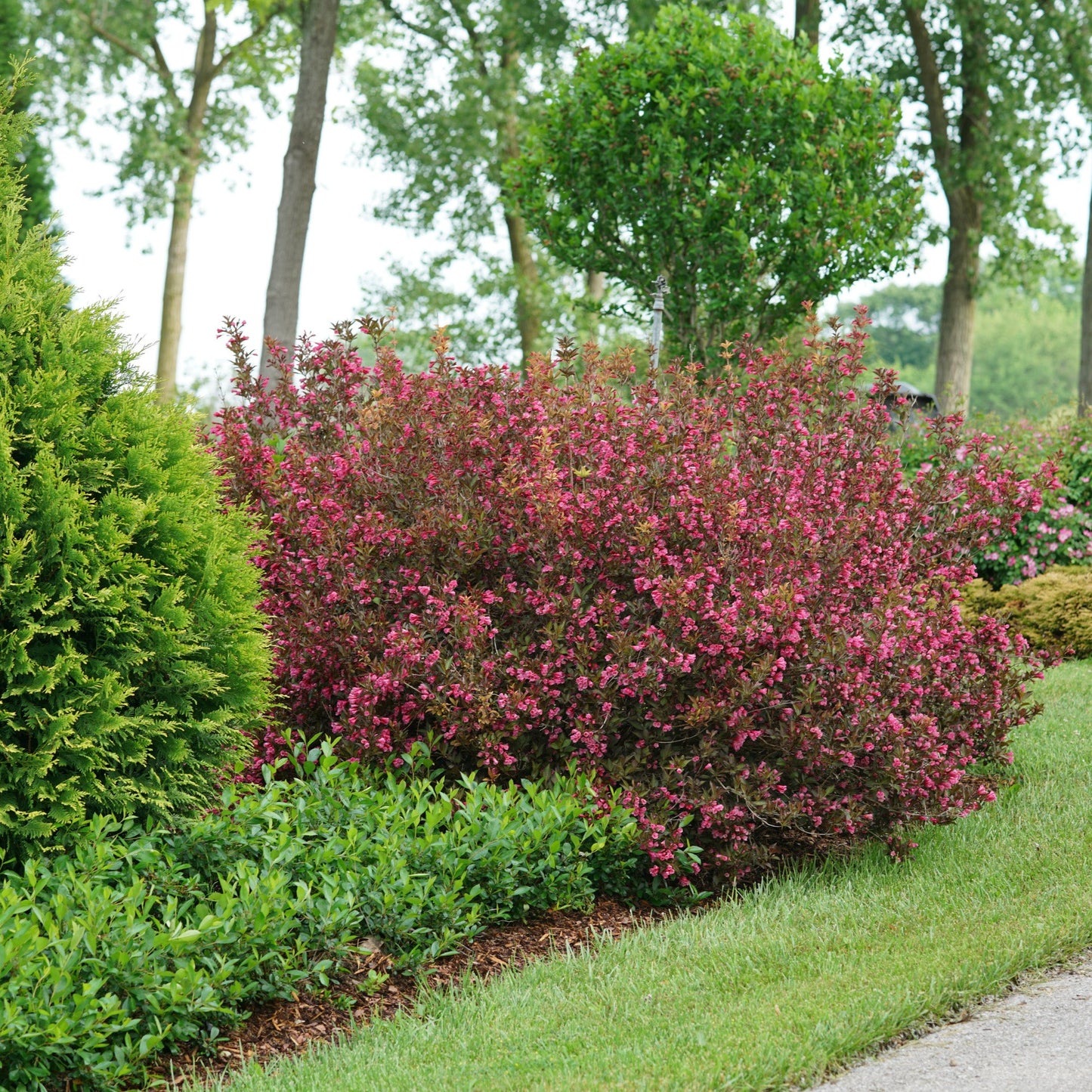 Weigela WINE & ROSES®