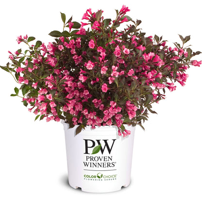 Weigela WINE & ROSES®