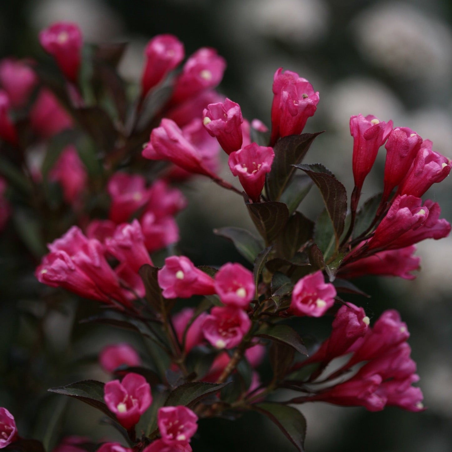 Weigela WINE & ROSES®