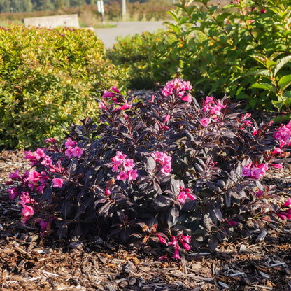 Weigela STUNNER®