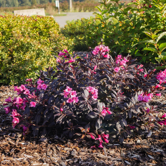 Weigela STUNNER®