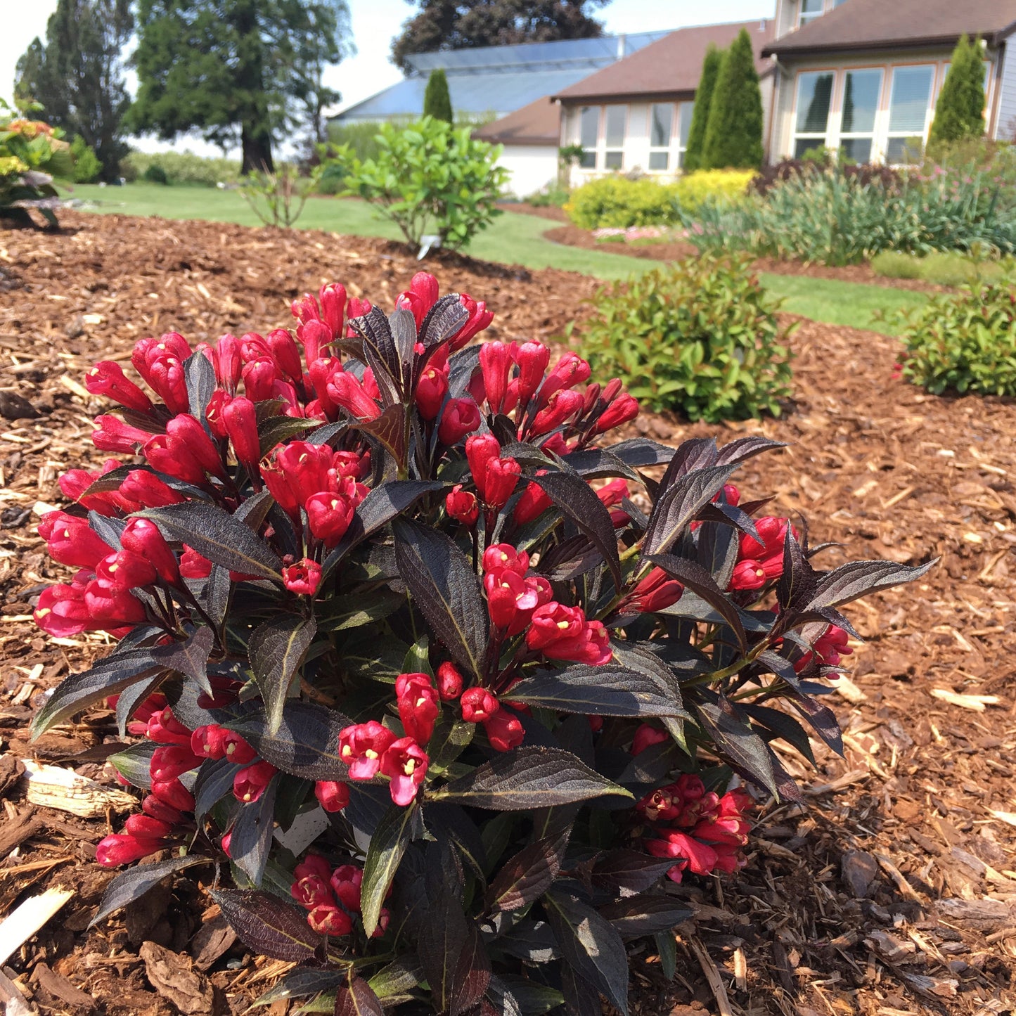 Weigela florida Electric Love™ – Weigela 'Electric Love'