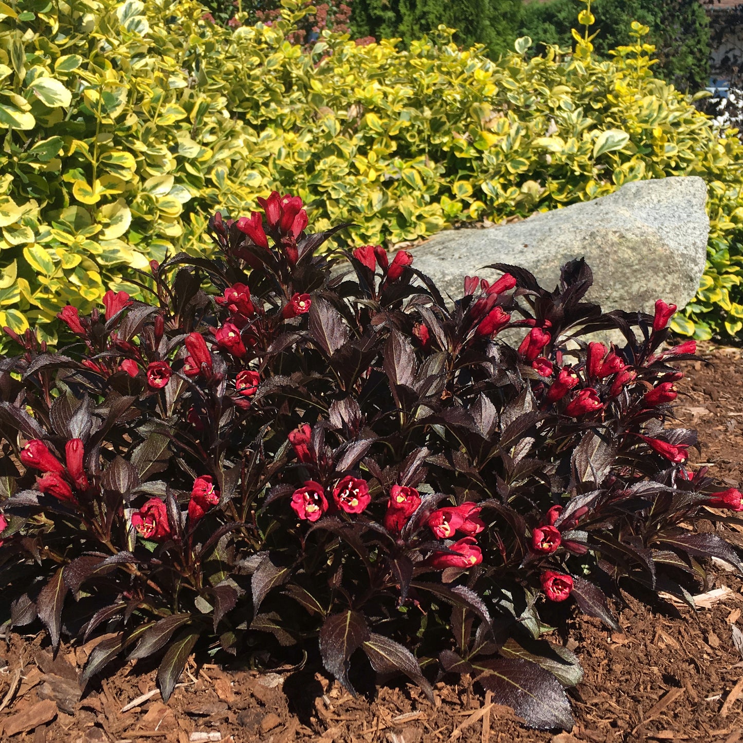 Weigela florida Electric Love™ – Weigela 'Electric Love'