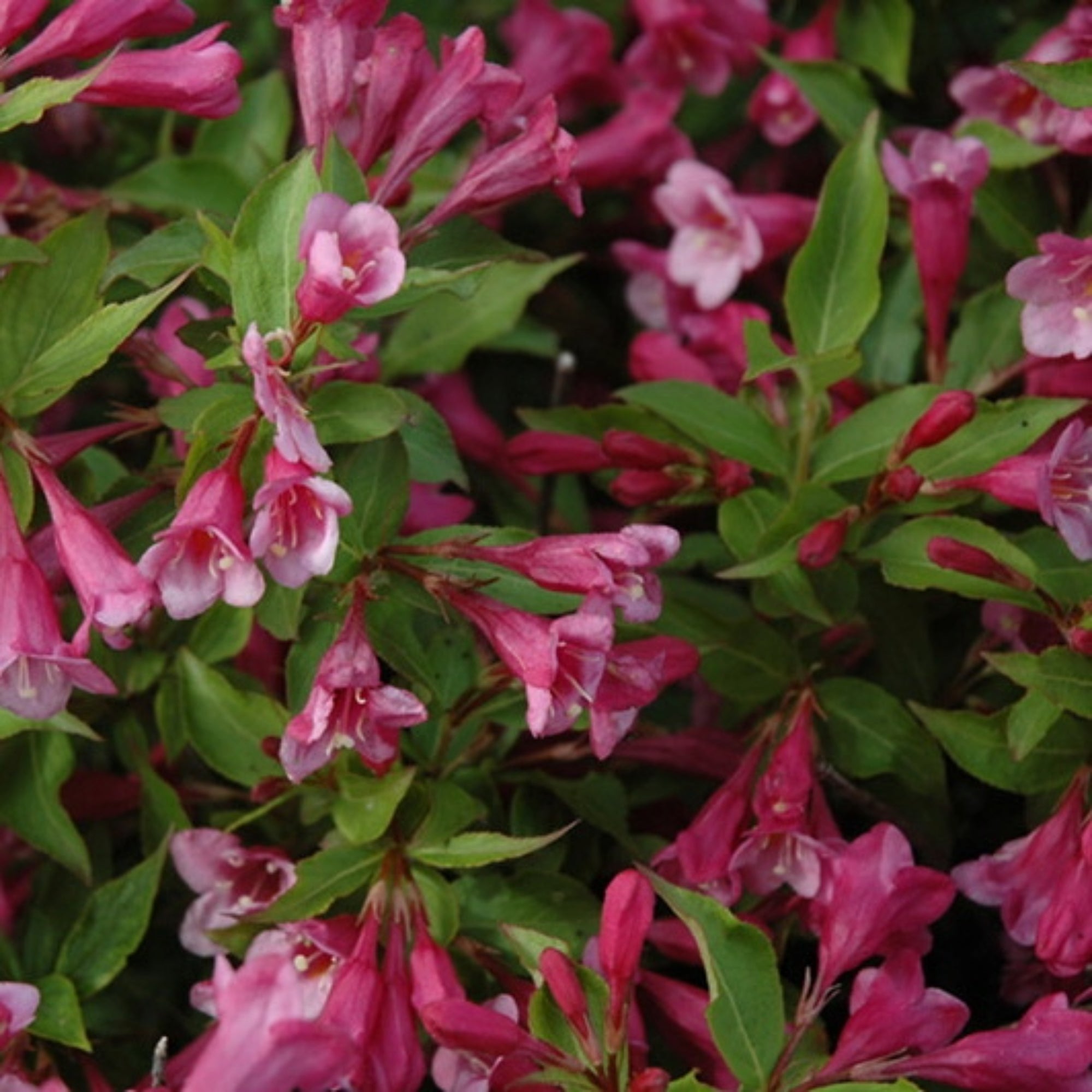 Weigela Minuet Arbuste Nain Fleurs Rouges Weigela Florida weigela-minuet-arbuste-nain-fleurs-rouges-weigela-florida