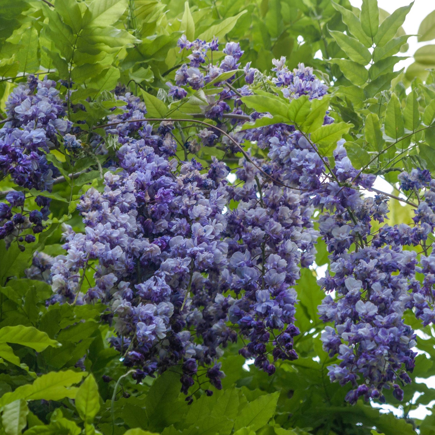 Wisteria 'Blue Moon' 