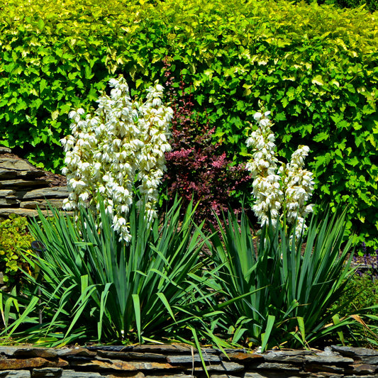 Yucca filamenteux