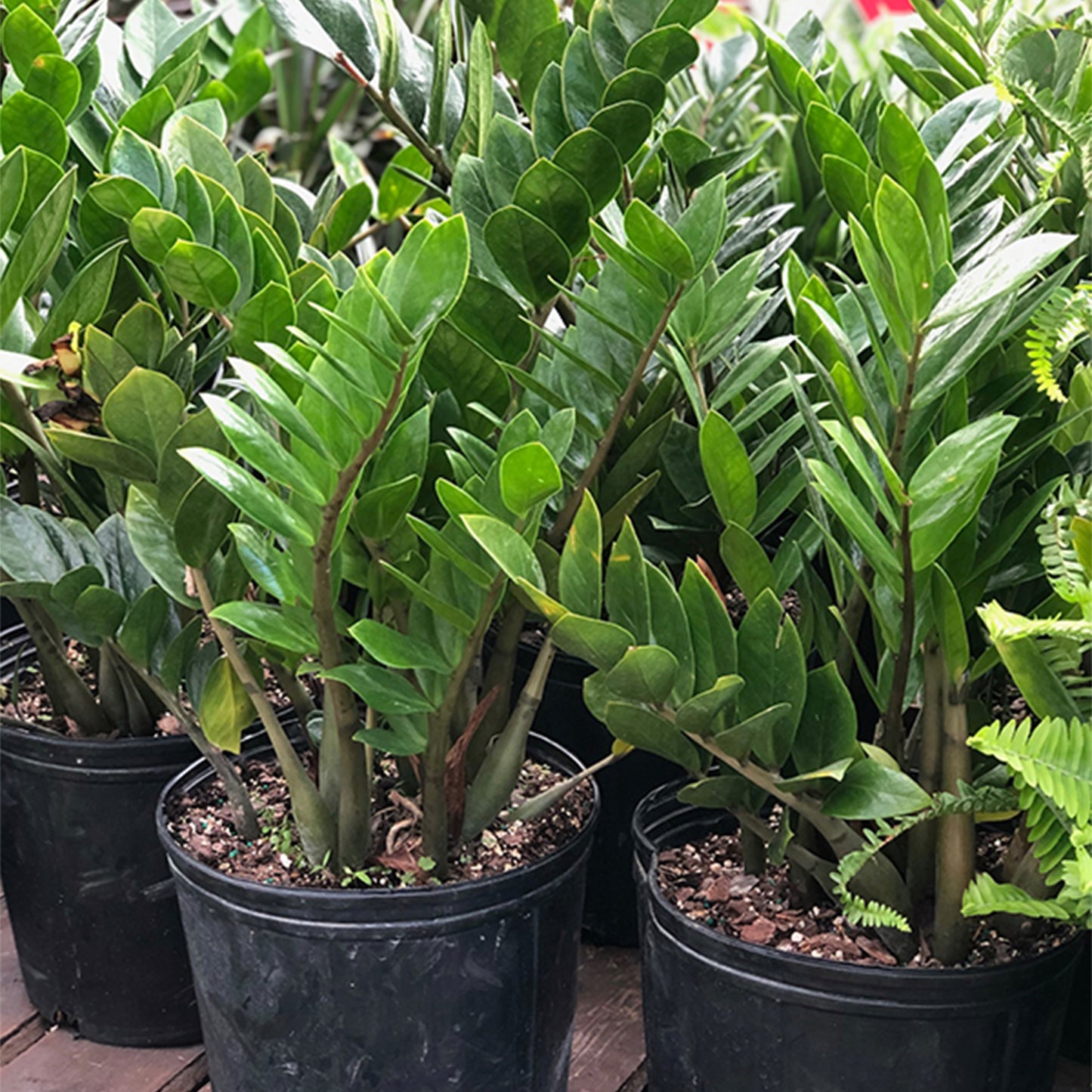 ZZ Plant | The Indestructible Houseplant | Zamioculcas ...